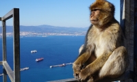 Excursão de 1 dia a Gibraltar com saída de Tavira